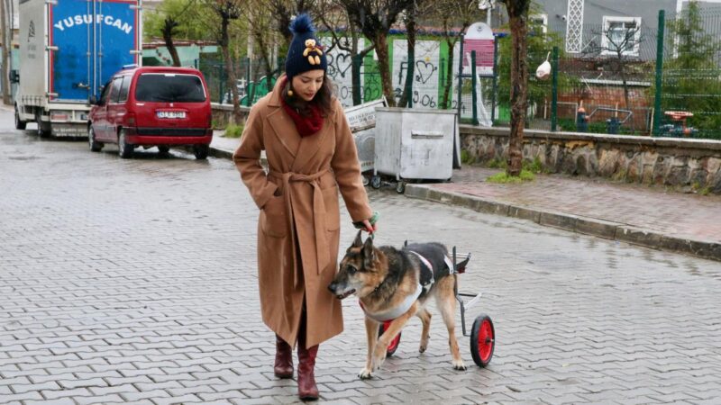 12 yıllık can dostu yürüteçle yeniden ayağa kalktı