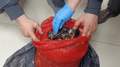 Sofralara ulaşmadan yakalandı! Bursa ve Balıkesir’de eş zamanlı operasyonlarda tonlarca kaçak midye ele geçirildi!