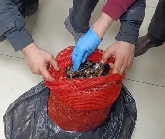 Sofralara ulaşmadan yakalandı! Bursa ve Balıkesir’de eş zamanlı operasyonlarda tonlarca kaçak midye ele geçirildi!