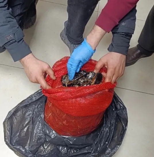 Sofralara ulaşmadan yakalandı! Bursa ve Balıkesir’de eş zamanlı operasyonlarda tonlarca kaçak midye ele geçirildi!