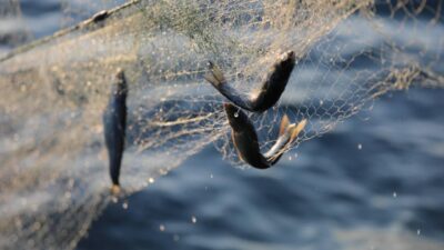 Van Gölü'nde İnci Kefali için ağlar son kez çekiliyor